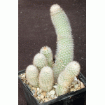 Echinocereus laui 5-inch pots