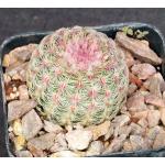 Echinocereus pectinatus 2-inch pots