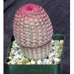 Echinocereus pectinatus 4-inch pots