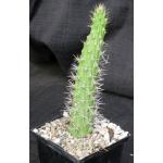 Echinocereus pencilis 5-inch pots