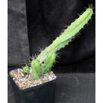 Echinocereus pentalophus ssp. pentalophus (2003-518-02) one-gall