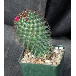 Echinocereus scheeri ssp. gentryi 4-inch pots