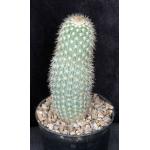 Echinocereus websterianus 5-inch pots