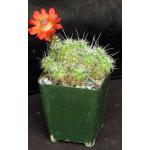Echinocereus sanpedroensis 4-inch pots