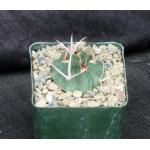 Stenocactus coptonogonus 4-inch pots