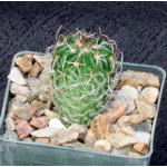Echinofossulocactus phyllacanthus 3-inch pots
