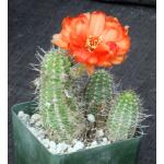 Echinopsis chamaecereus cv Giant Peanut 4-inch pots