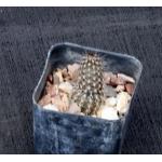 Echinopsis mirabilis2-inch pots