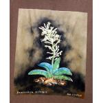 T-shirt, Sansevieria eilensis, Large, Espresso