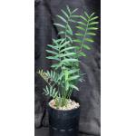 Encephalartos arenarius 2-gallon pots