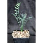 Encephalartos horridus one-gallon pots