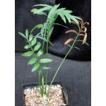 Encephalartos manikensis one-gallon pots
