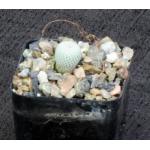 Epithelantha micromeris var. micromeris 2-inch pots