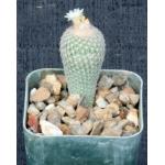 Epithelantha micromeris var. greggii 2-inch pots