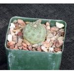 Eriosyce napina 4-inch pots