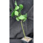 Erythrina caffra 5-inch pots
