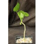 Erythrina humeana 5-inch pots