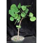 Erythrina madagascariensis 8-inch pots