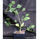 Erythrina zeyheri one-gallon pots