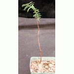 Erythrophysa transvaalensis 4-inch pots