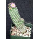 Escobaria chihuahuensis ssp. henricksonii 4-inch pots