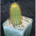 Espostoa guentheri 4-inch pots