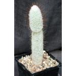 Espostoopsis dybowskii 5-inch pots