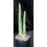 Eulychnia castanea fm spiralis 5-inch pots