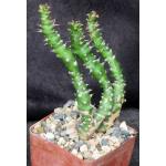 Euphorbia sp. aff. immersa (L&H 10365) 4-inch pots