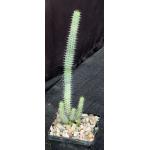 Euphorbia baioensis 4-inch pots