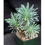 Euphorbia multifolia 5-inch pots