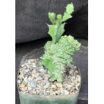 Euphorbia sp. Edward Hummell (crest) 5-inch pots