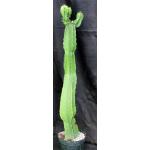 Euphorbia abyssinica 8-inch pots