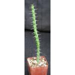 Euphorbia actinoclada (Lav 12224) 4-inch pots