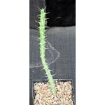 Euphorbia actinoclada (Lav 12224) 5-inch pots