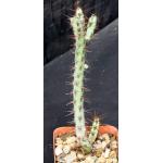 Euphorbia aeruginosa (major) 3-inch pots