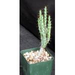 Euphorbia aeruginosa (major) 4-inch pots