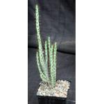 Euphorbia aeruginosa (major) 5-inch pots