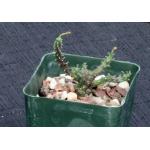 Euphorbia albipollinifera 4-inch pots