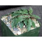 Euphorbia ambohipotsiensis 4-inch pots