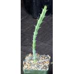 Euphorbia ambroseae 4-inch pots