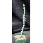 Euphorbia angustiflora 4-inch pots