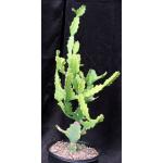 Euphorbia antiquorum 2-gallon pots