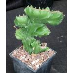 Euphorbia antiquorum (crest) 5-inch pots