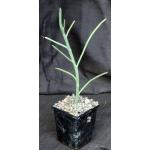 Euphorbia arbuscula 5-inch pots