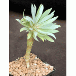 Euphorbia atropurpurea 5-inch pots