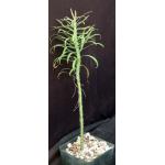 Euphorbia atropurpurea 5-inch pots