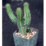 Euphorbia avasmontana 4-inch pots