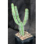 Euphorbia avasmontana (Upington) 5-inch pots