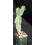 Euphorbia avasmontana (Upington) 2-inch pots